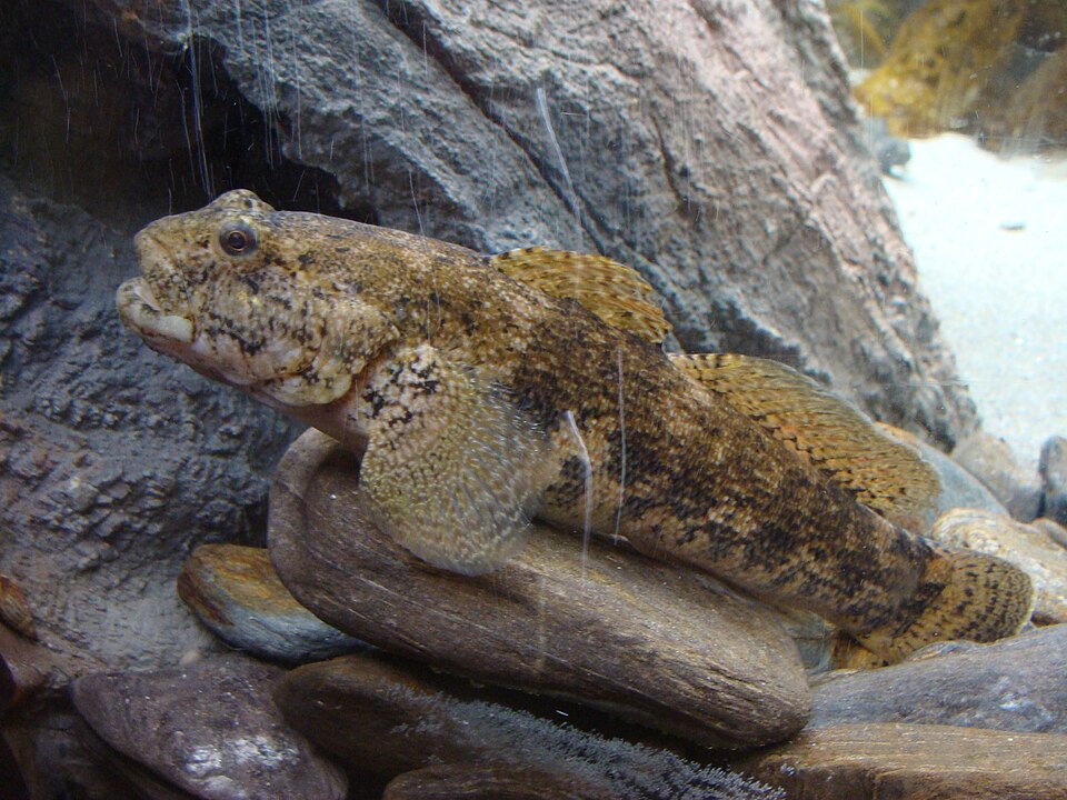 ภาพ ปลาบู่ยักษ์บู่ (Gobius cobitis)