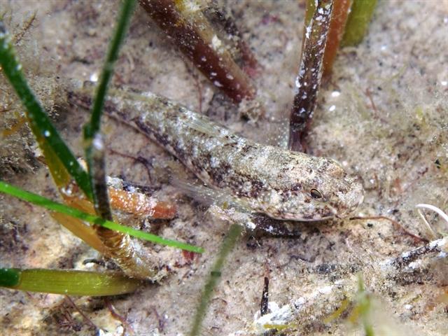 ภาพ ปลาบู่บู่ (Gobius couchi)