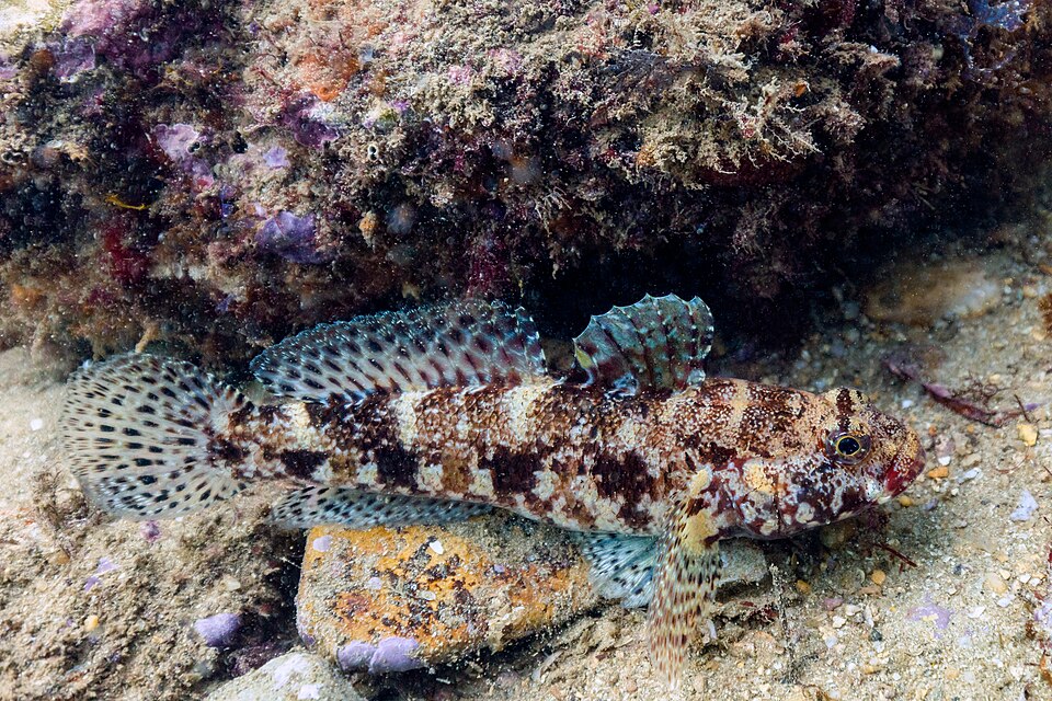 ภาพ ปลาบู่แดงบู่ (Gobius cruentatus)