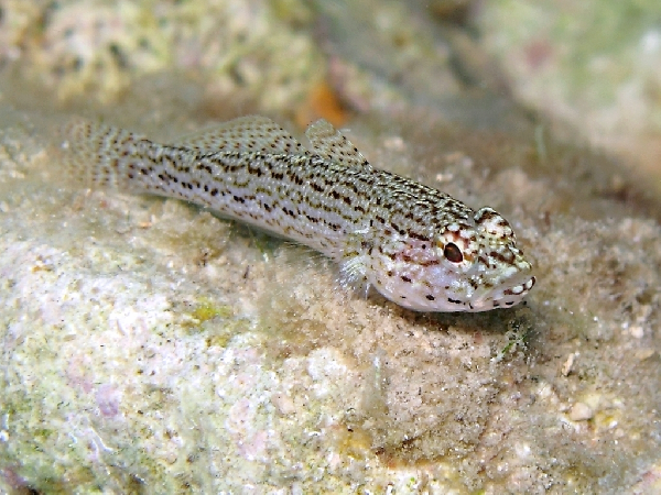 ภาพ ปลาบู่บู่ (Gobius fallax)
