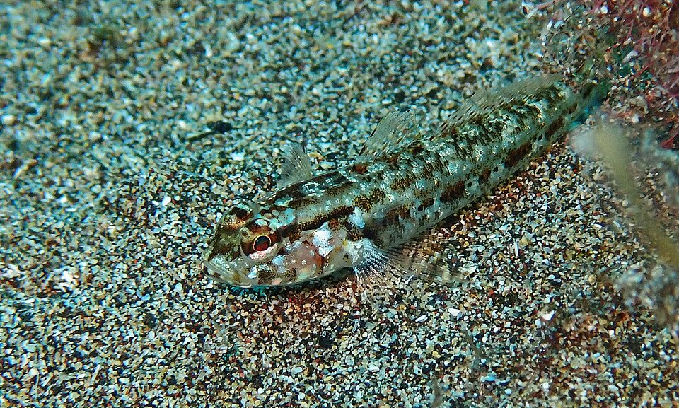 ภาพ ปลาบู่บู่ (Gobius gasteveni)