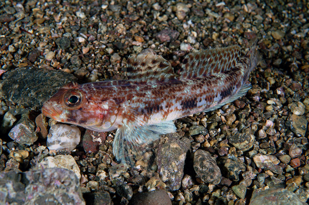 ภาพ ปลาบู่บู่ (Gobius geniporus)