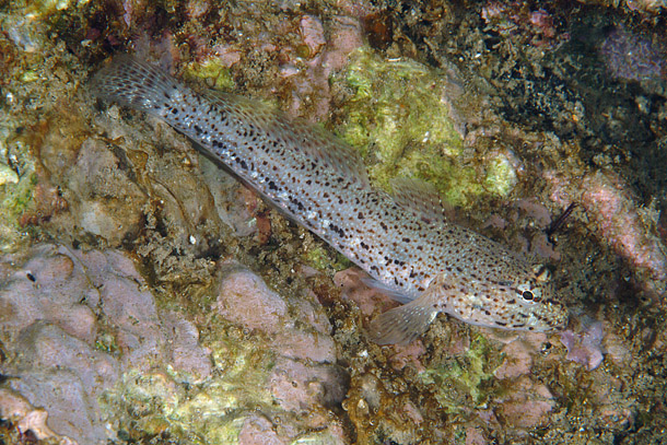 ภาพ ปลาบู่บู่ (Gobius incognitus)