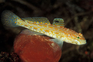 ภาพ ปลาบู่บู่ (Gobius kolombatovici)