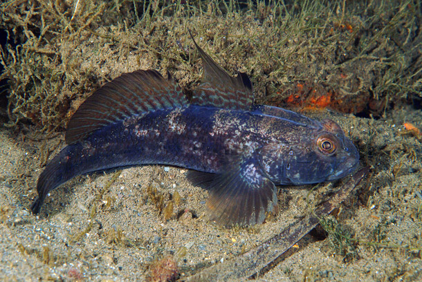 ภาพ ปลาบู่ดำบู่ (Gobius niger)