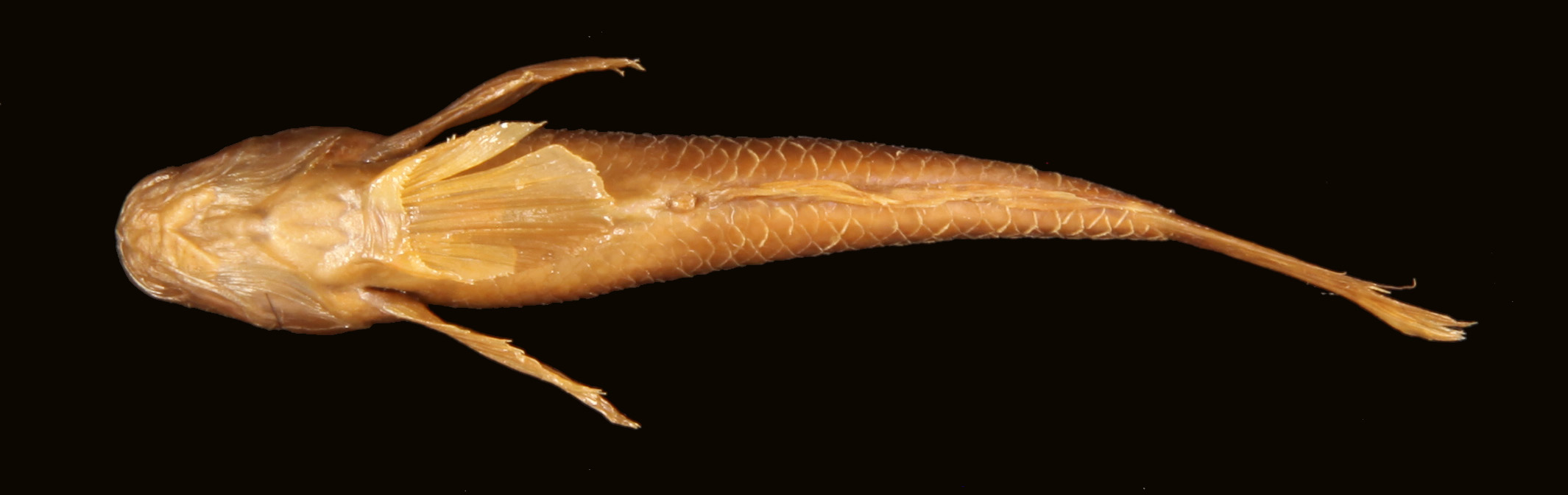ภาพ ปลาบู่ parvus (Gobius parvus)