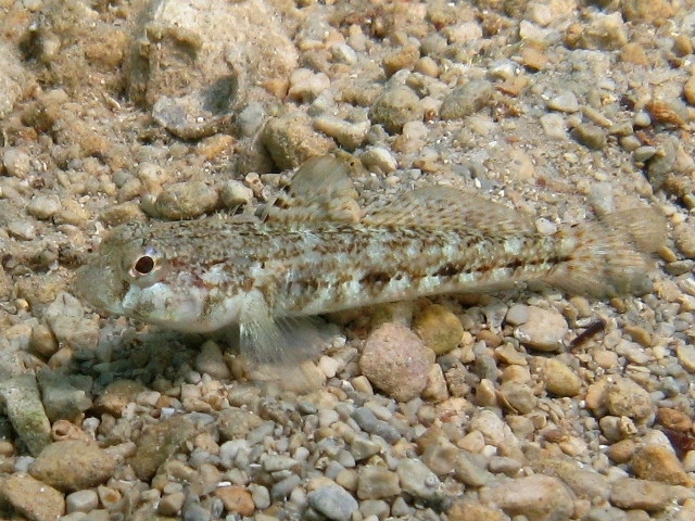 ภาพ ปลาบู่บู่ (Gobius roulei)