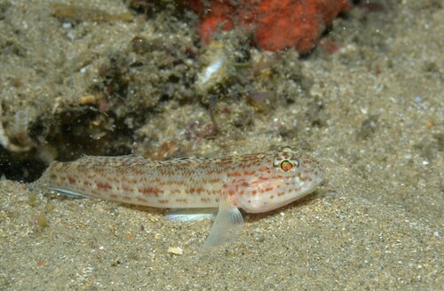 ภาพ ปลาบู่ rubropunctatus (Gobius rubropunctatus)