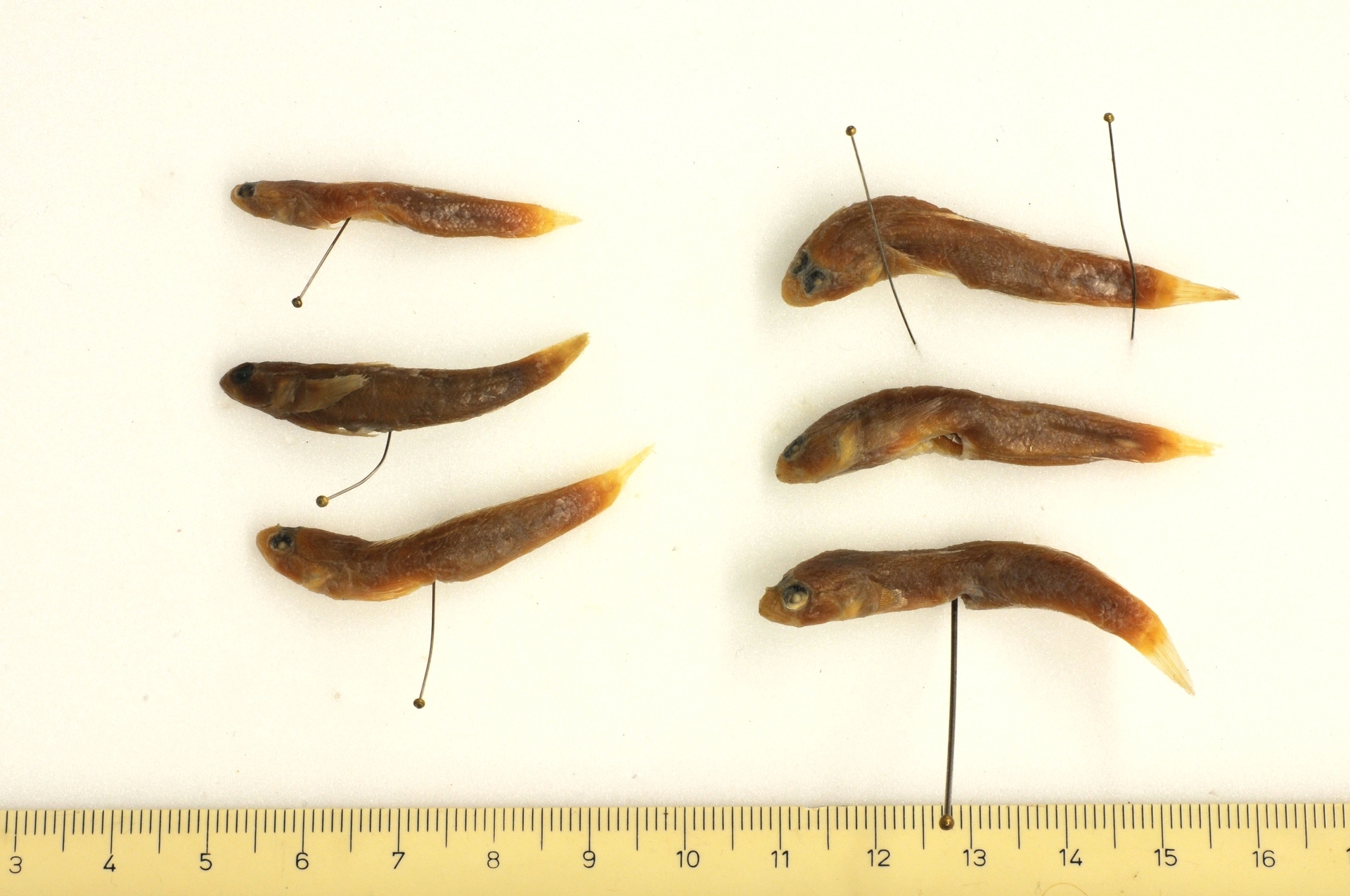 ภาพ ปลาบู่ senegambiensis (Gobius senegambiensis)