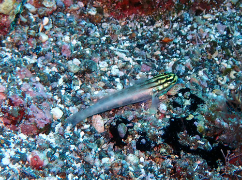 ภาพ ปลาบู่ tetrophthalmus (Gobius tetrophthalmus)