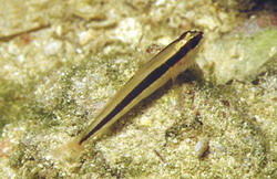 ภาพ ปลาบู่ลายเส้นบู่ (Gobius vittatus)