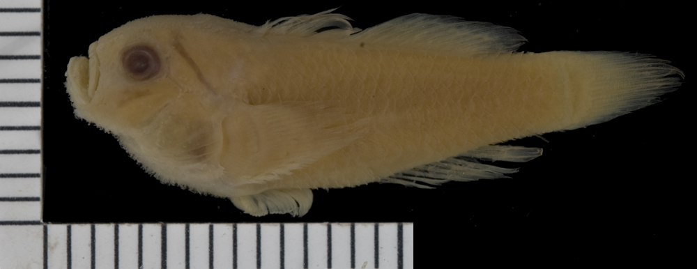 ภาพ ปลาบู่ waitii (Gobius waitii)