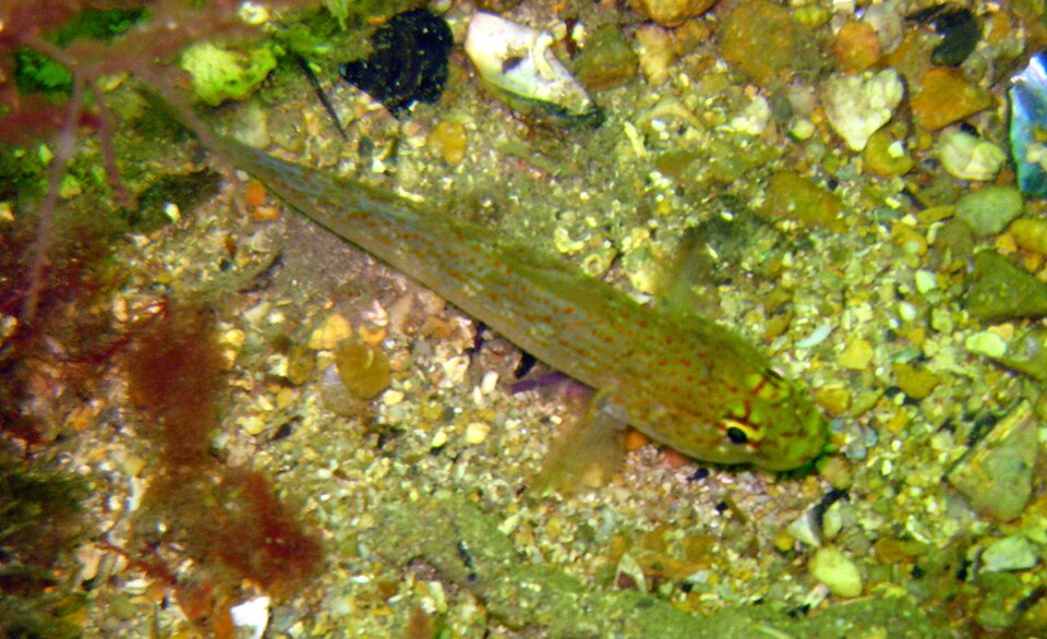 ภาพ ปลาบู่ทองบู่ (Gobius xanthocephalus)
