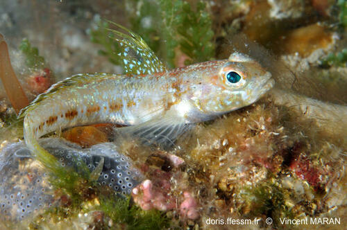 ภาพ ปลาบู่บู่ (Gobius xoriguer)