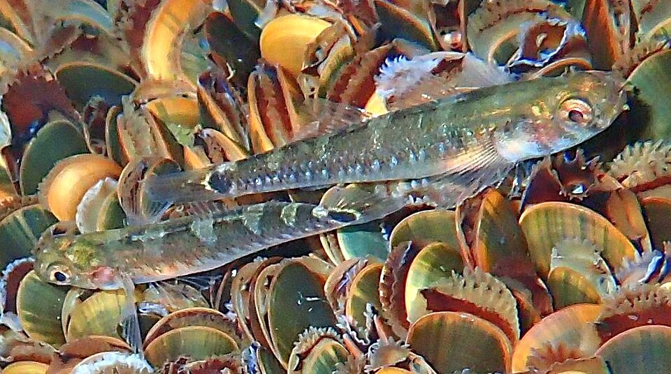 ภาพ ปลาบู่สองลายจุดบู่ (Gobiusculus flavescens)