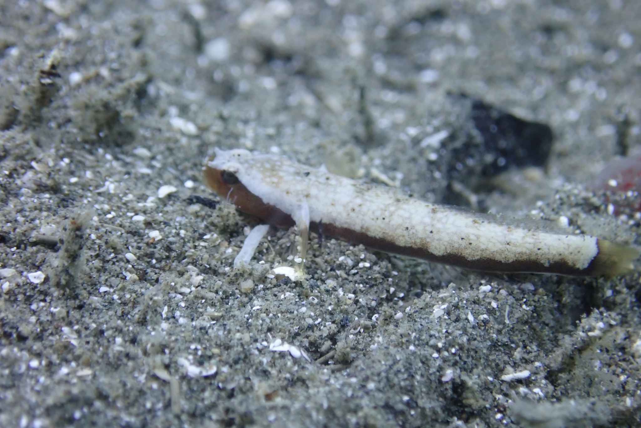 ภาพ ปลาบู่บู่ (Gobulus crescentalis)