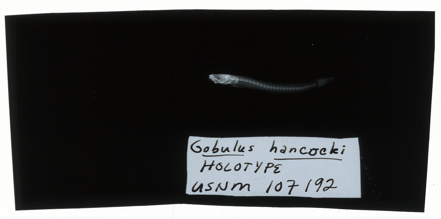 ภาพ ปลาบู่บู่ (Gobulus hancocki)