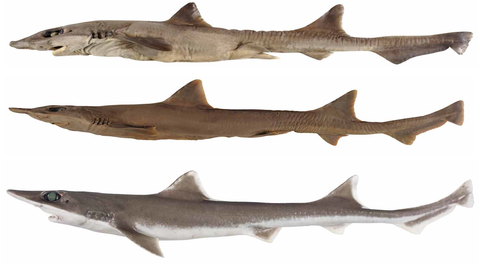 ภาพ ปลา suluensis (Gollum suluensis)