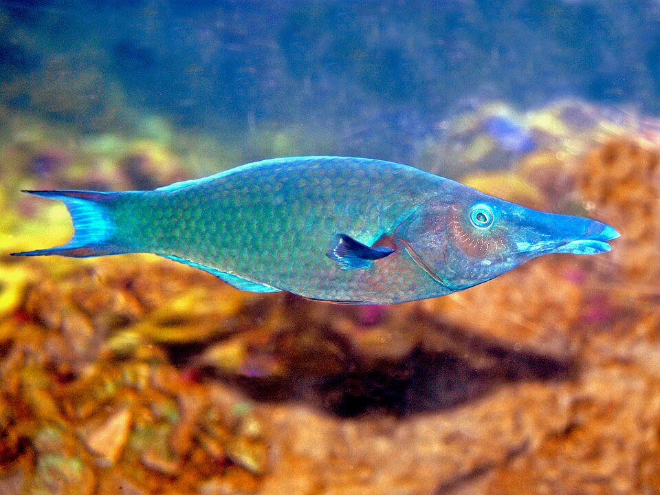 ภาพ ปลานกขุนทองน้ำเงินเขียว (Gomphosus caeruleus)