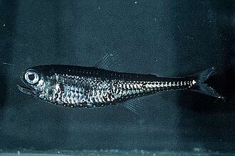 ภาพ ปลา barnesi (Gonichthys barnesi)