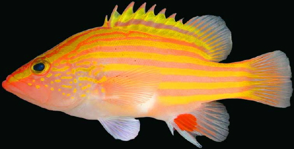 ภาพ ปลากะรัง hispanus (Gonioplectrus hispanus)