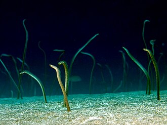 ภาพ ปลา barnesi (Gorgasia barnesi)
