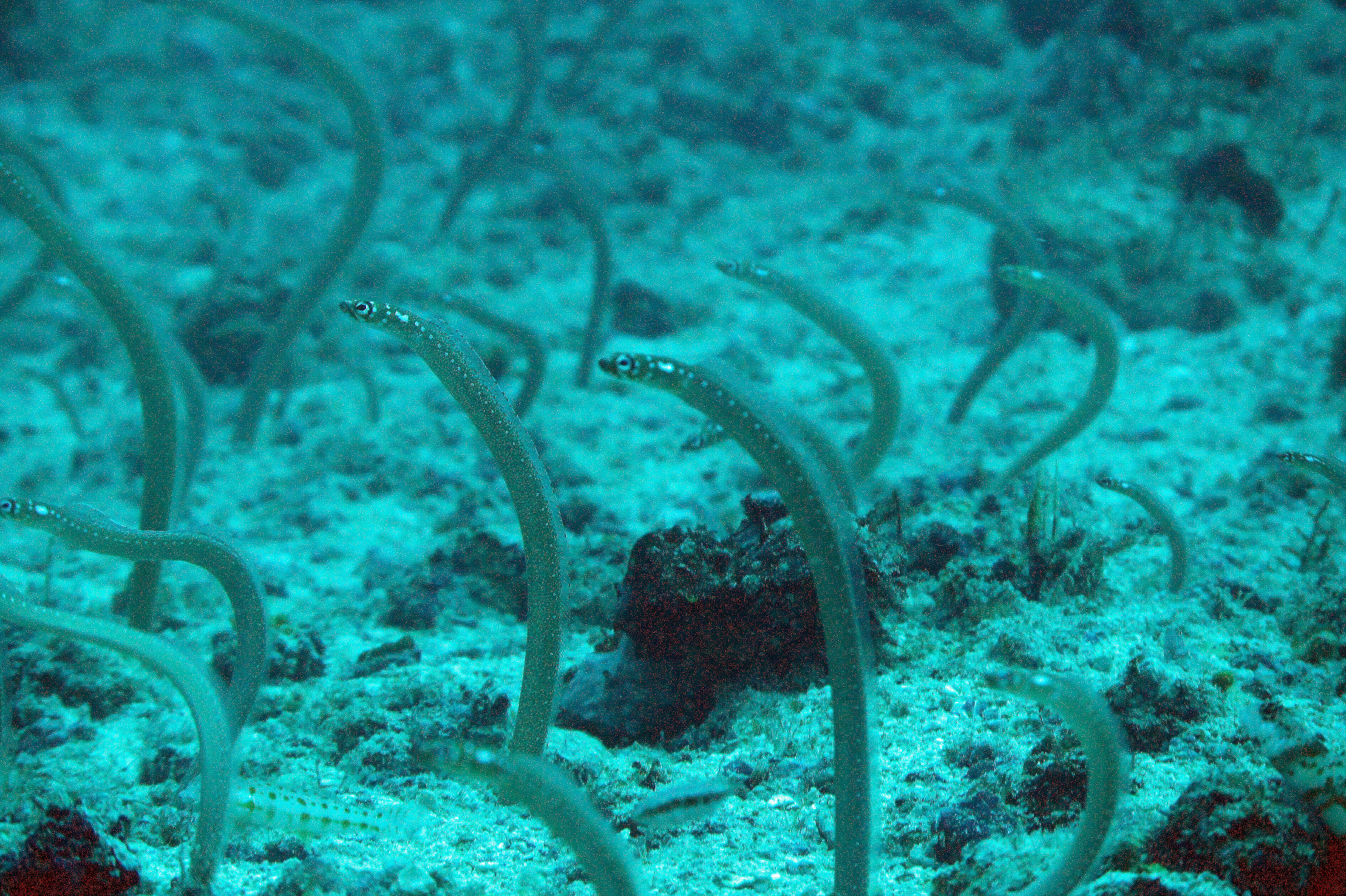 ภาพ ปลา maculata (Gorgasia maculata)