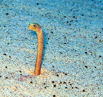 ภาพ ปลา sillneri (Gorgasia sillneri)
