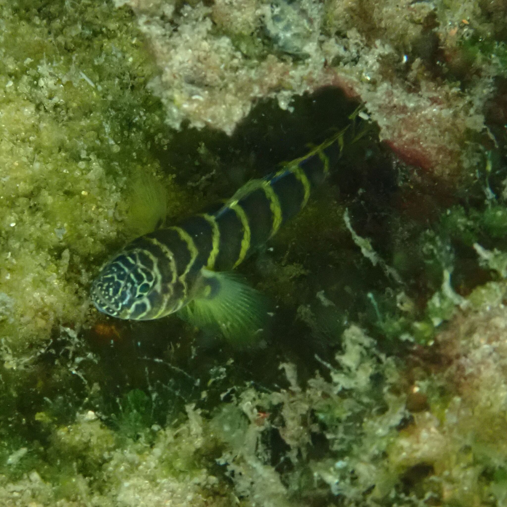 ภาพ ปลาบู่ nigricinctus (Gorogobius nigricinctus)