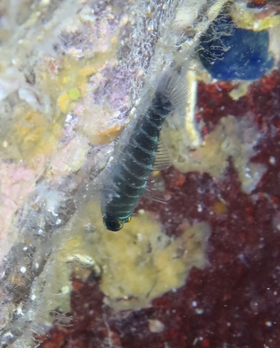 ภาพ ปลาบู่ stevcici (Gorogobius stevcici)