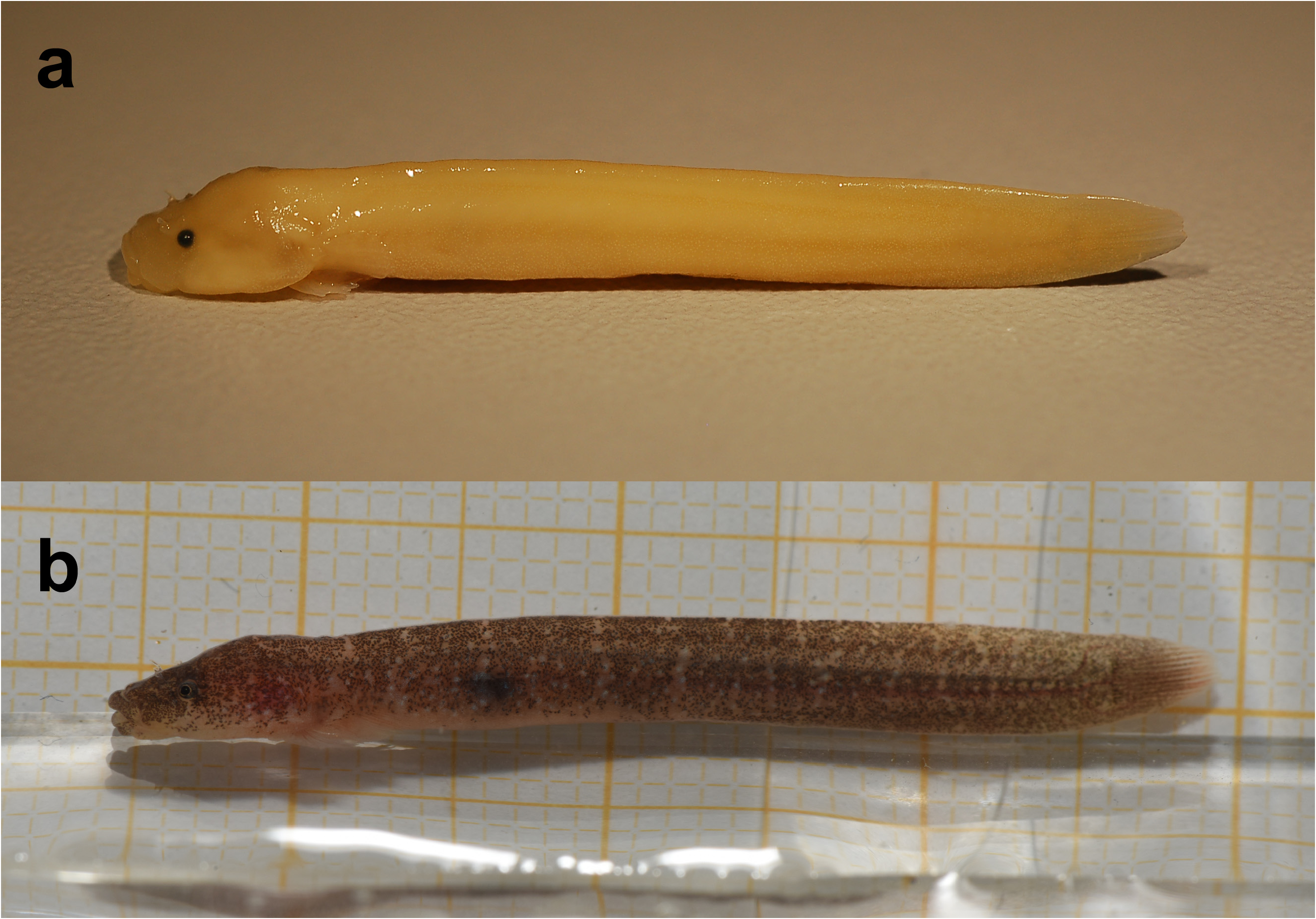 ภาพ ปลา hofrichteri (Gouania hofrichteri)