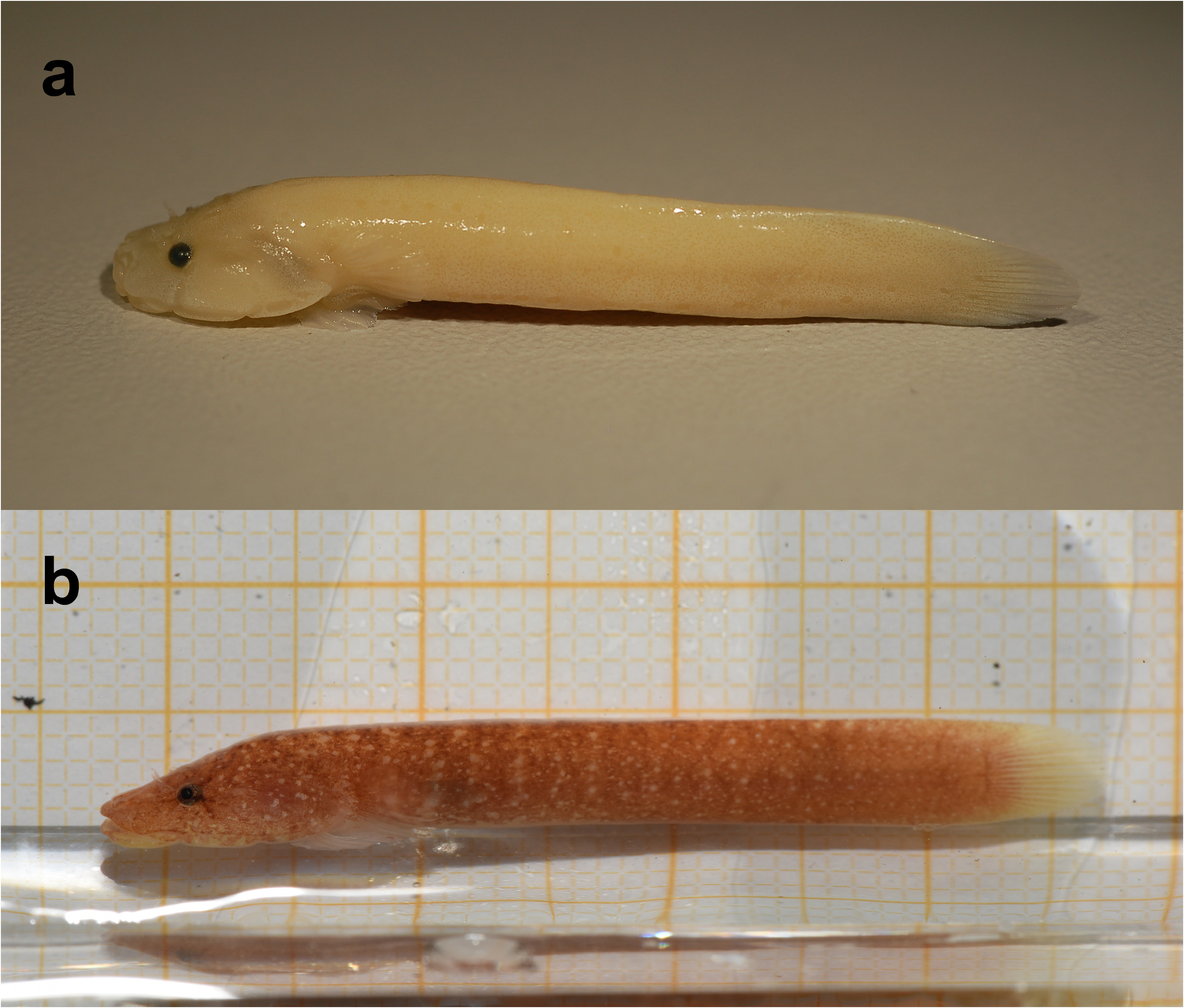 ภาพ ปลา orientalis (Gouania orientalis)