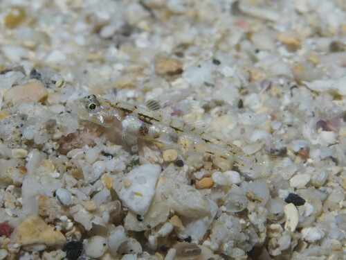 ภาพ ปลาบู่แคระ (Grallenia arenicola)