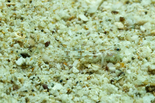 ภาพ ปลาบู่บู่ (Grallenia lauensis)