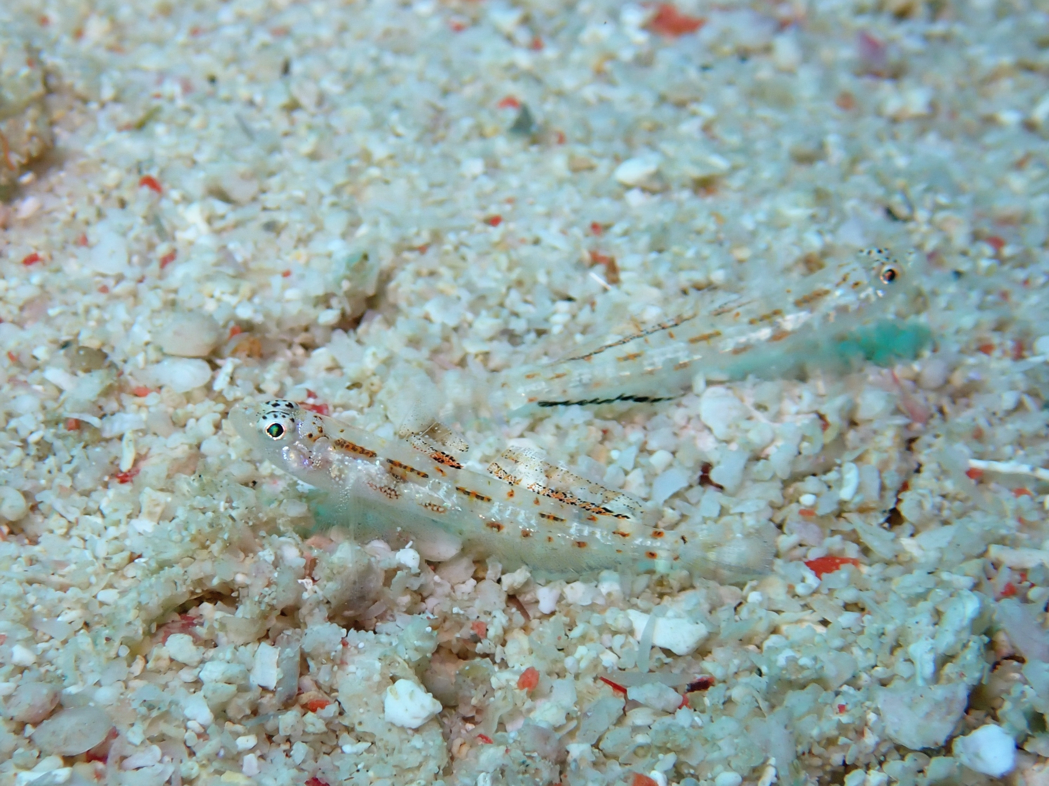 ภาพ ปลาบู่บู่ (Grallenia rubrilineata)