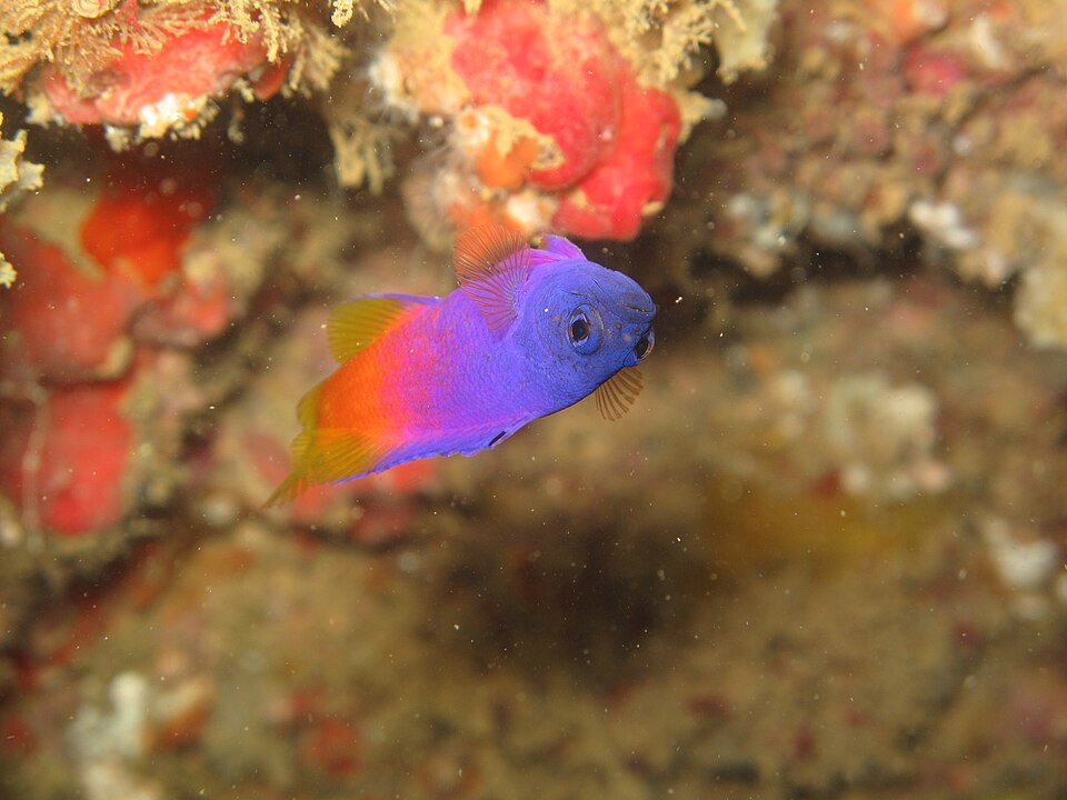 ภาพ ปลาแกรมม่าบราซิล (Gramma brasiliensis)