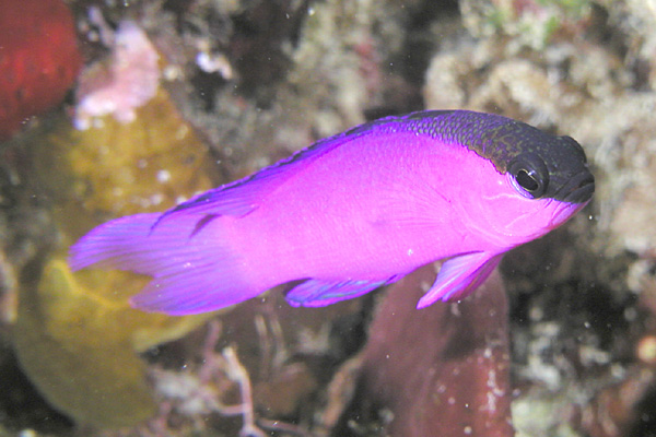 ภาพ ปลาแกรมม่า melacara (Gramma melacara)