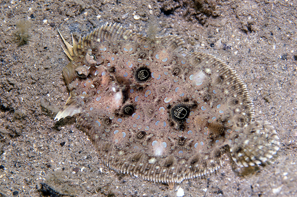 ภาพ ปลา polyophthalmus (Grammatobothus polyophthalmus)