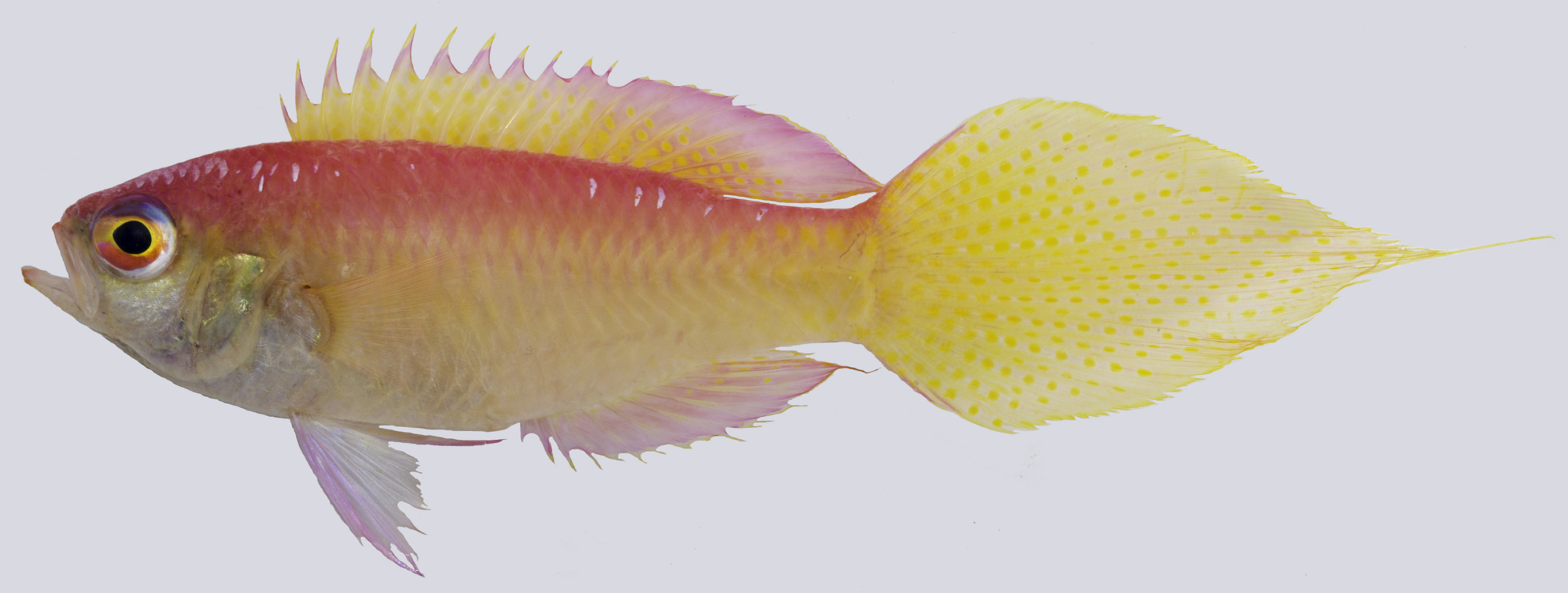 ภาพ ปลา brianne (Grammatonotus brianne)