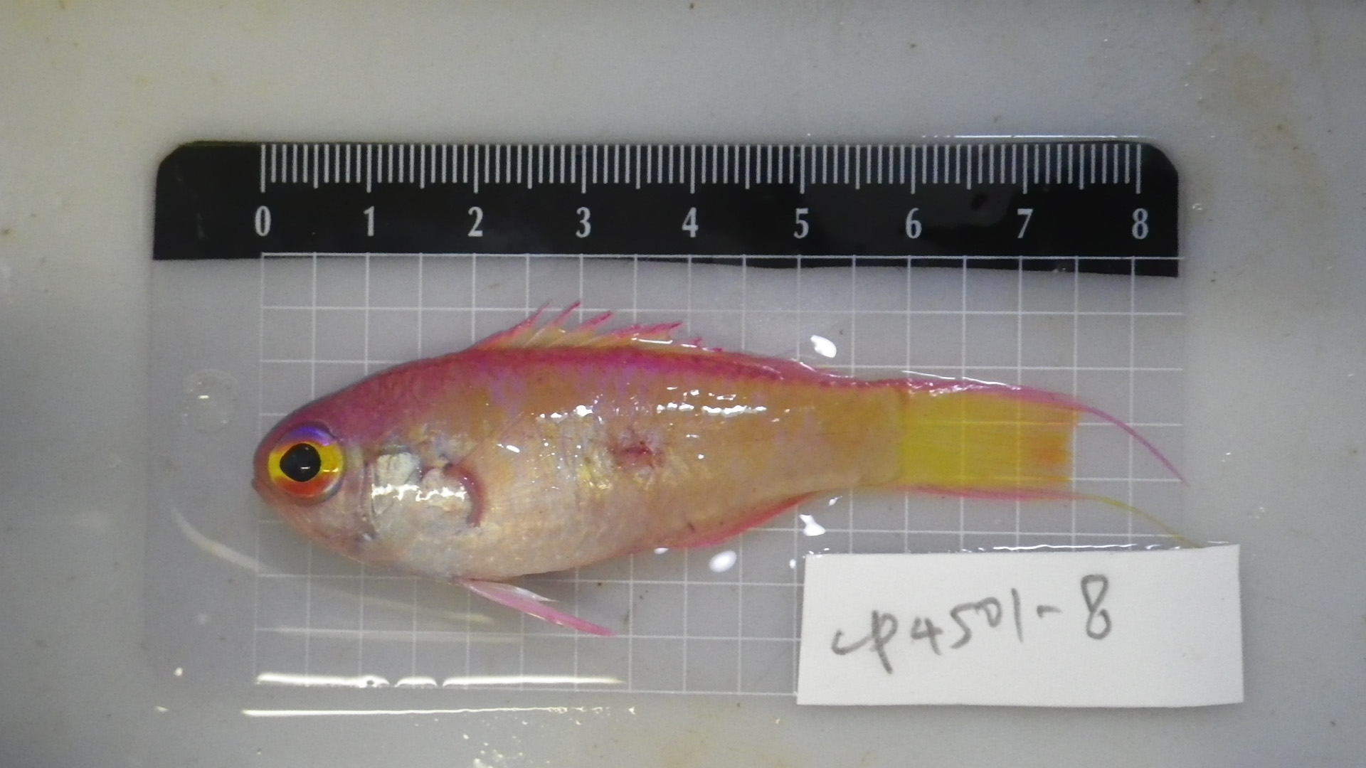 ภาพ ปลา crosnieri (Grammatonotus crosnieri)
