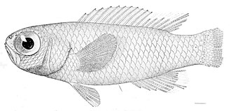 ภาพ ปลา laysanus (Grammatonotus laysanus)
