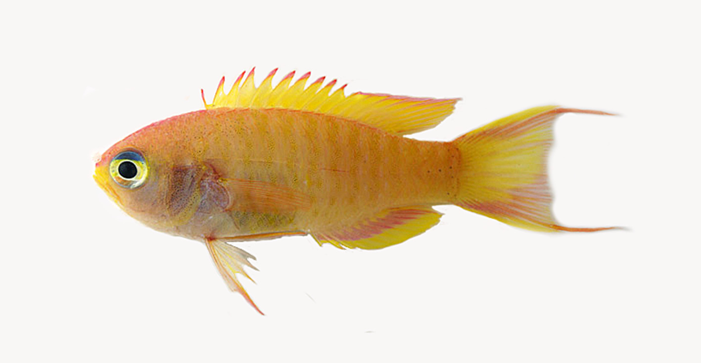 ภาพ ปลา pelipel (Grammatonotus pelipel)