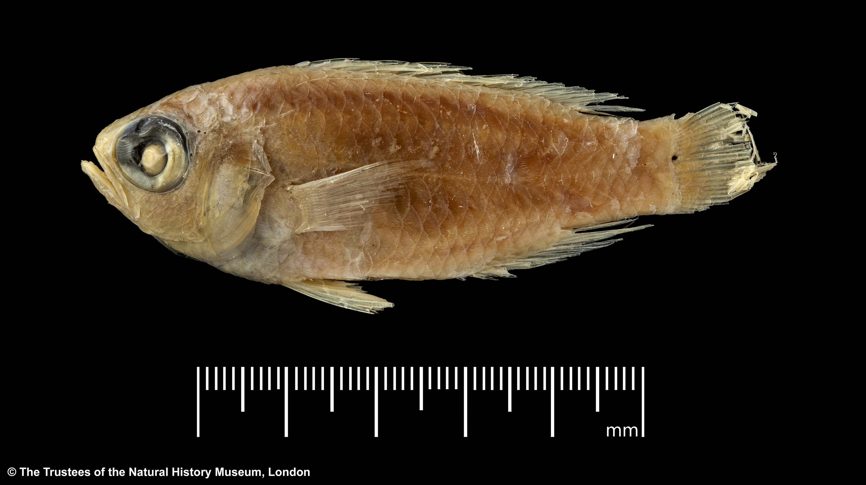 ภาพ ปลา roseus (Grammatonotus roseus)