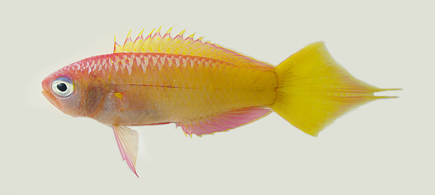 ภาพ ปลา xanthostigma (Grammatonotus xanthostigma)