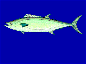 ภาพ ปลา bicarinatus (Grammatorcynus bicarinatus)