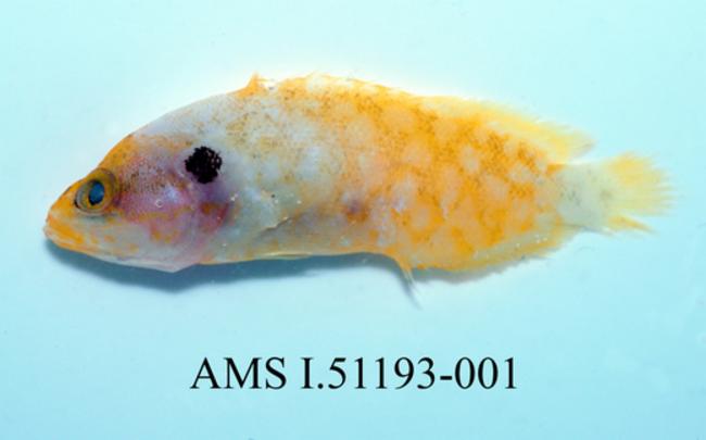ภาพ ปลากะรังจิ๋ว ocellatus (Grammistops ocellatus)