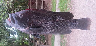 ภาพ ปลา nigra (Graus nigra)