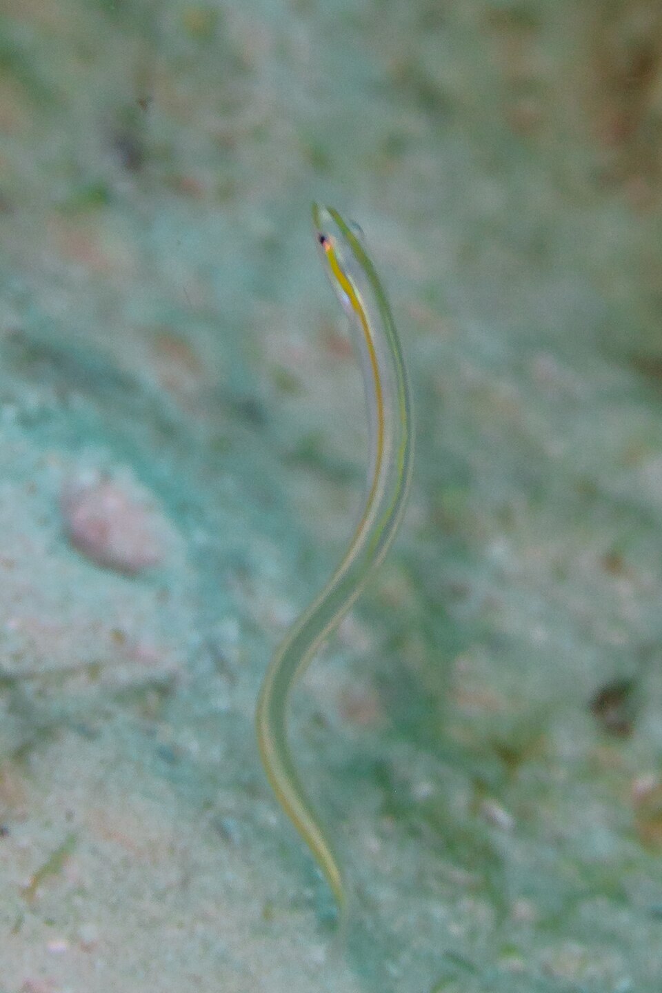 ภาพ ปลาบู่ไฟนีออนบู่ (Gunnellichthys curiosus)