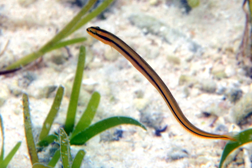 ภาพ ปลาบู่ไฟดำลายเส้นบู่ (Gunnellichthys pleurotaenia)