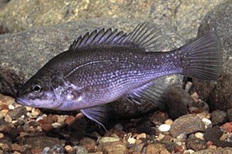 ภาพ ปลา wujalwujalensis (Guyu wujalwujalensis)
